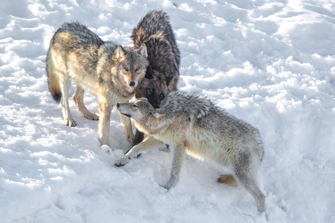 Three Gray Wolves Playing - Yellowstone National Park - Wyoming