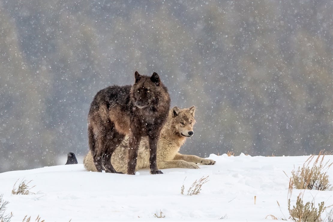 Wolves in the Snow - Yellowstone National Park - Wyoming