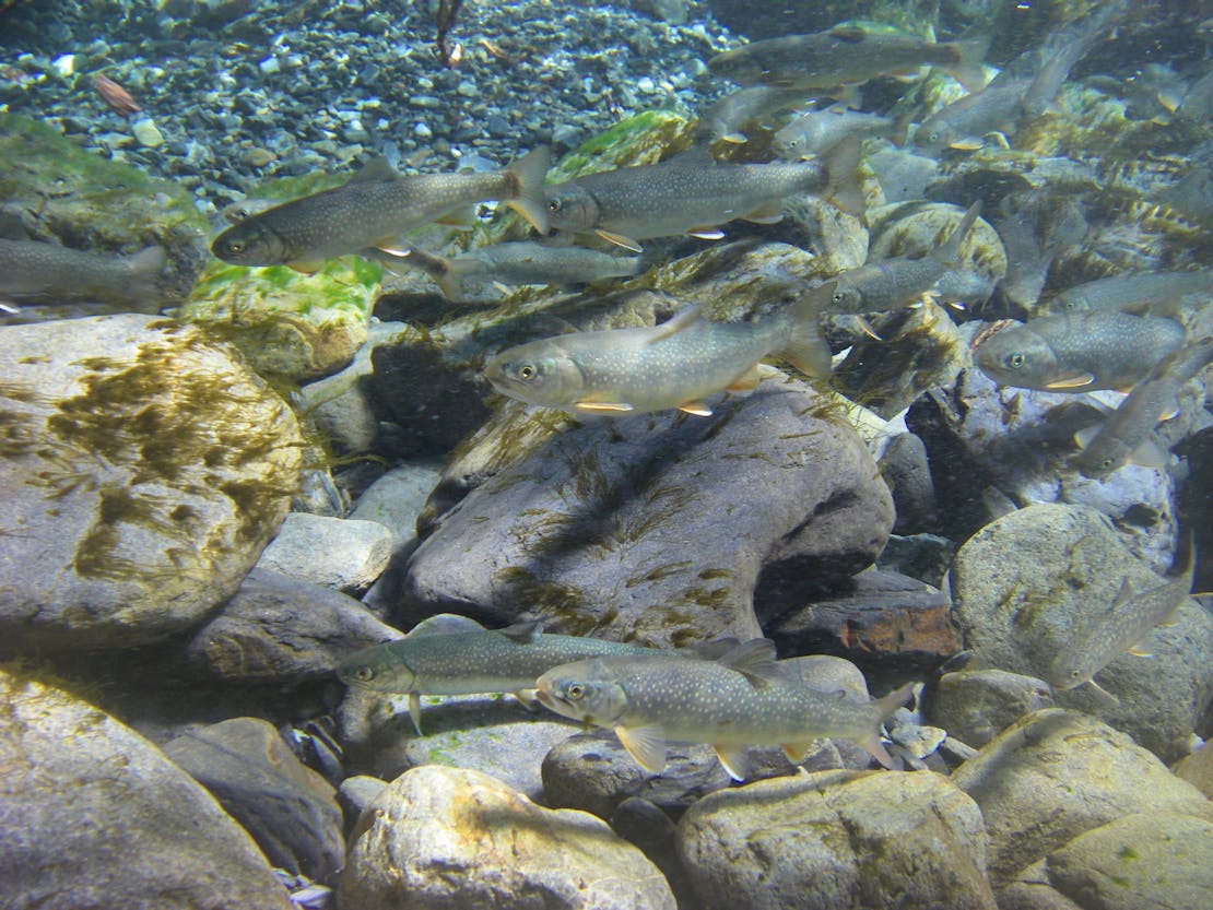 Several bull trout in water