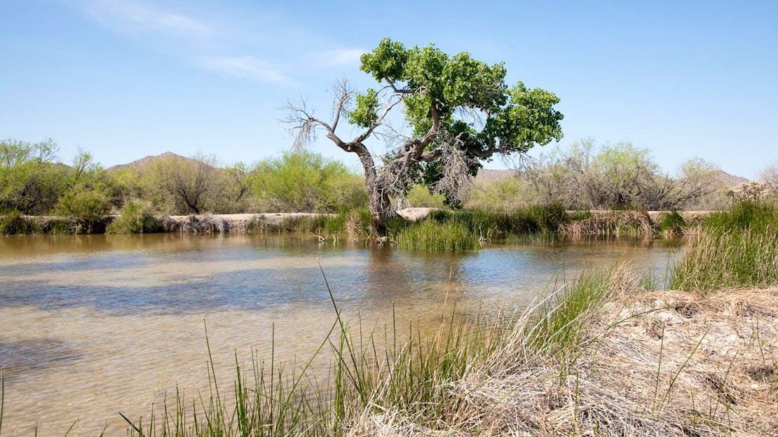 Quitobaquito Springs