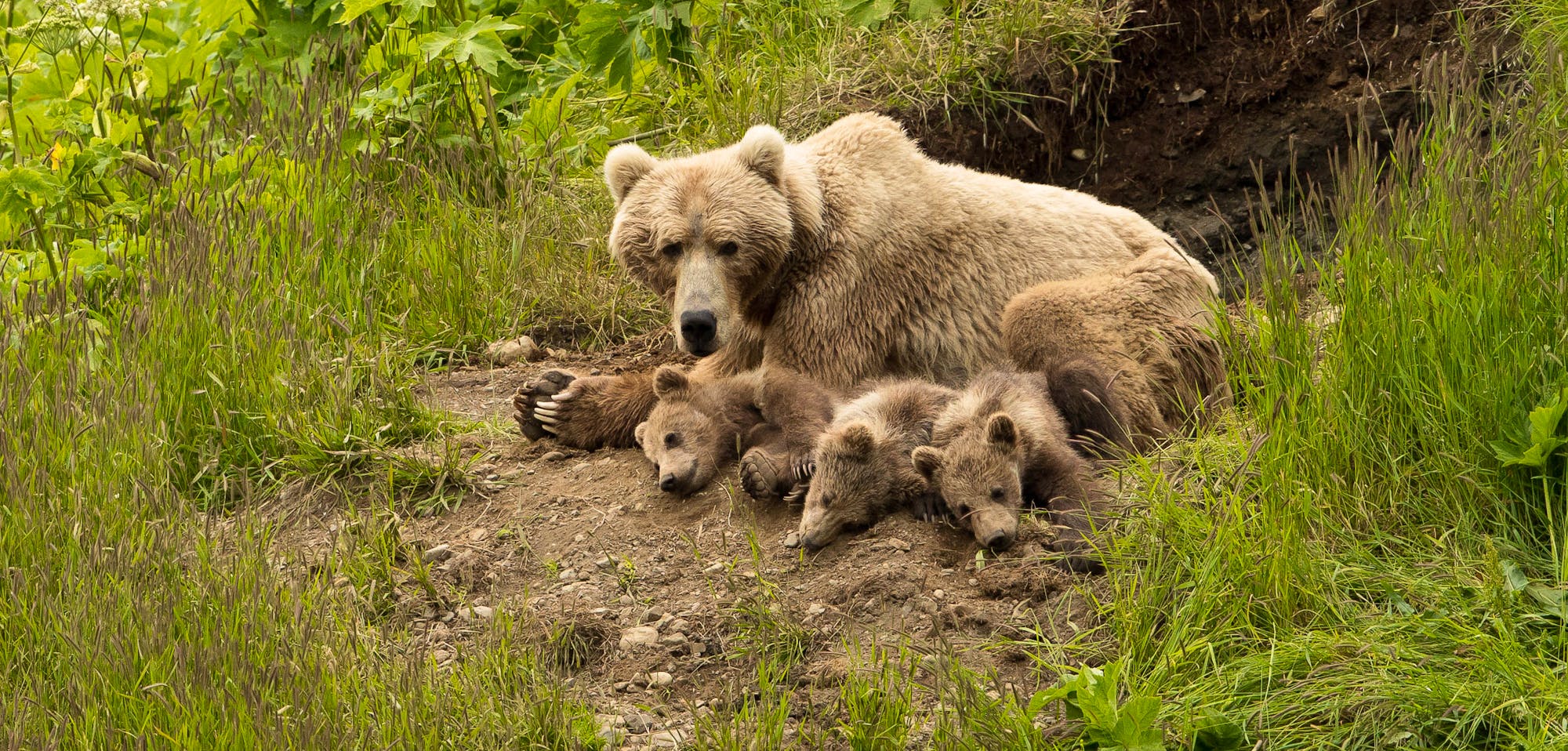 Sleepy Brown Bear Family in Kodiak National Wildlife Refuge Alaska