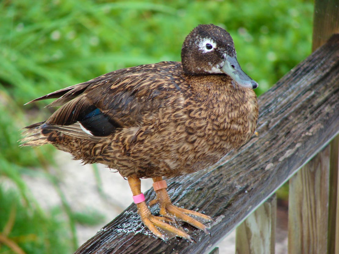 Laysan duck in rain, Midway Atoll, Clipper House Sand Island