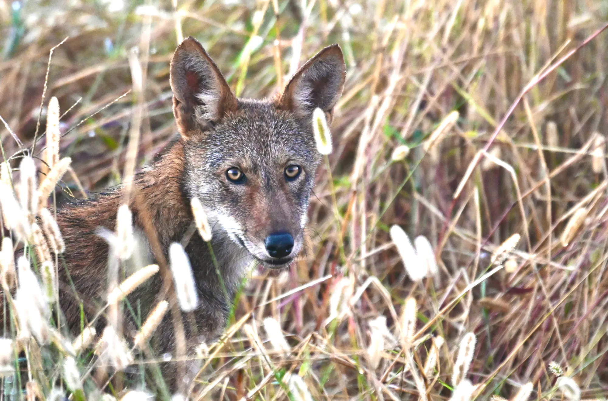 House Leadership Pulls Historic Vote Following Intense Public Pressure | Defenders of Wildlife