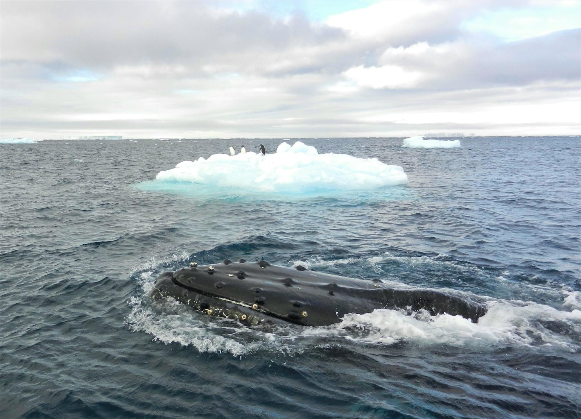 humpback whale head