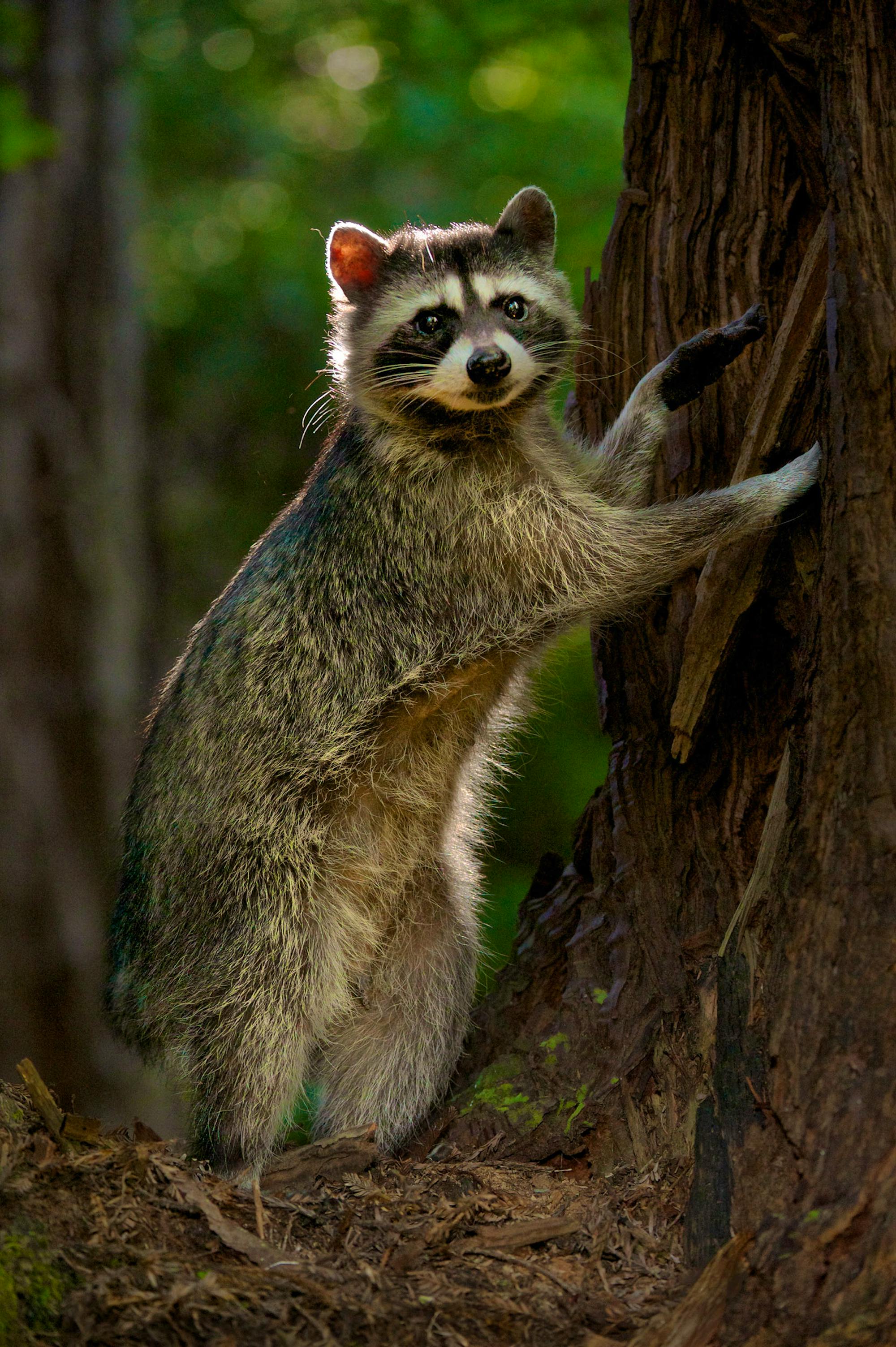 Tailless Raccoon