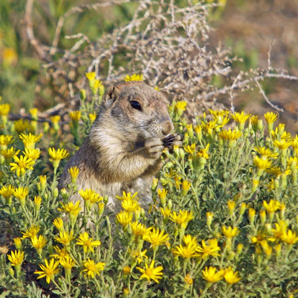 Prairie Dog in Flowers - Rocky Mountain Arsenal National Wildlife Refuge - Colorado