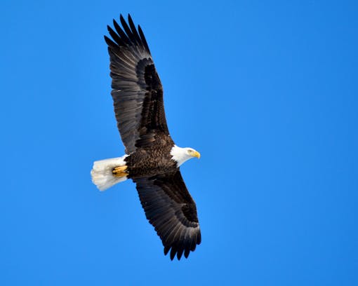 Soaring Bald Eagle - Neenah - Wisconsin