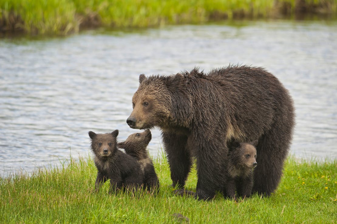 Grizzly Bear Family at the River - Gibbon River - Yellowstone National Park - Wyoming