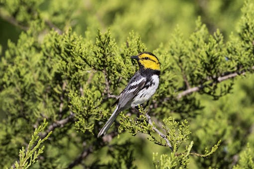 Golden-Cheeked Warbler - Texas