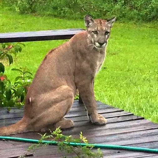 Florida Panther on Front Porch