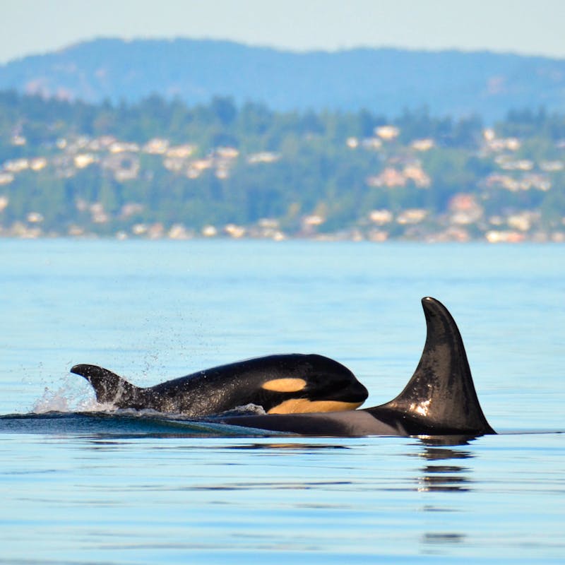 Southern Resident Orca Calf