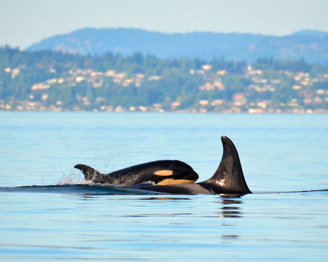 Southern Resident Orca Calf