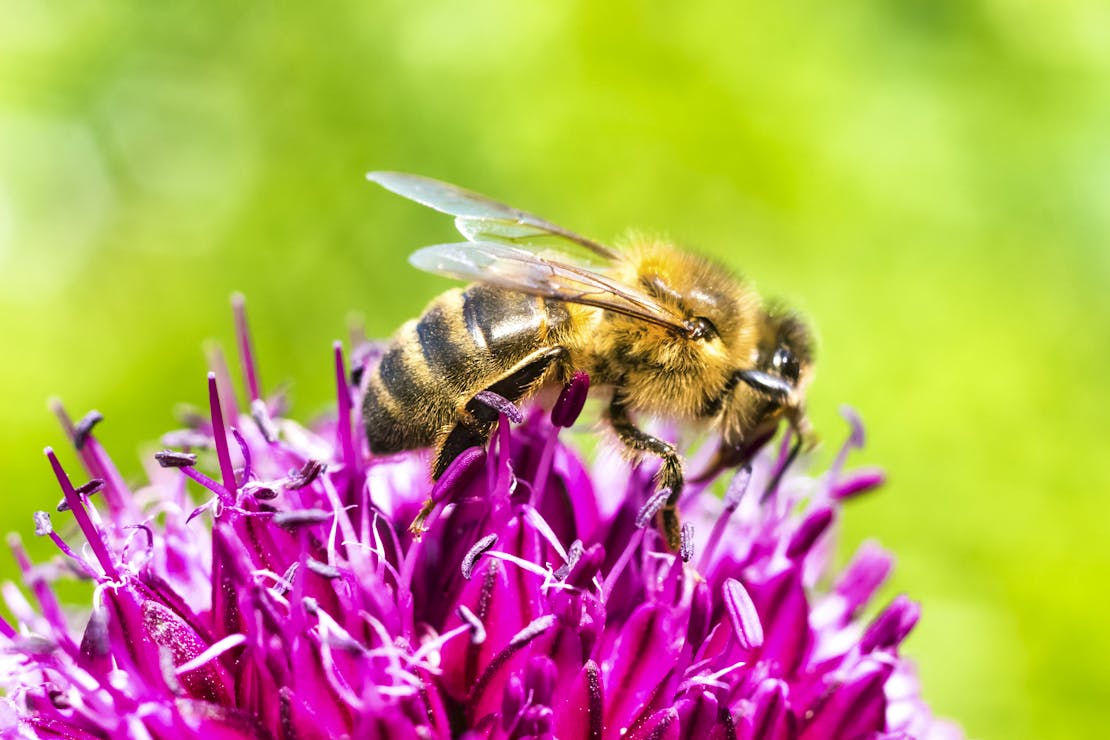 Honey bee on Allium Flower