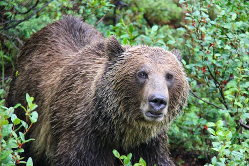 Grizzly Bear Foraging for Berries - Bow Parkway - Canadian Rockies - Canada 