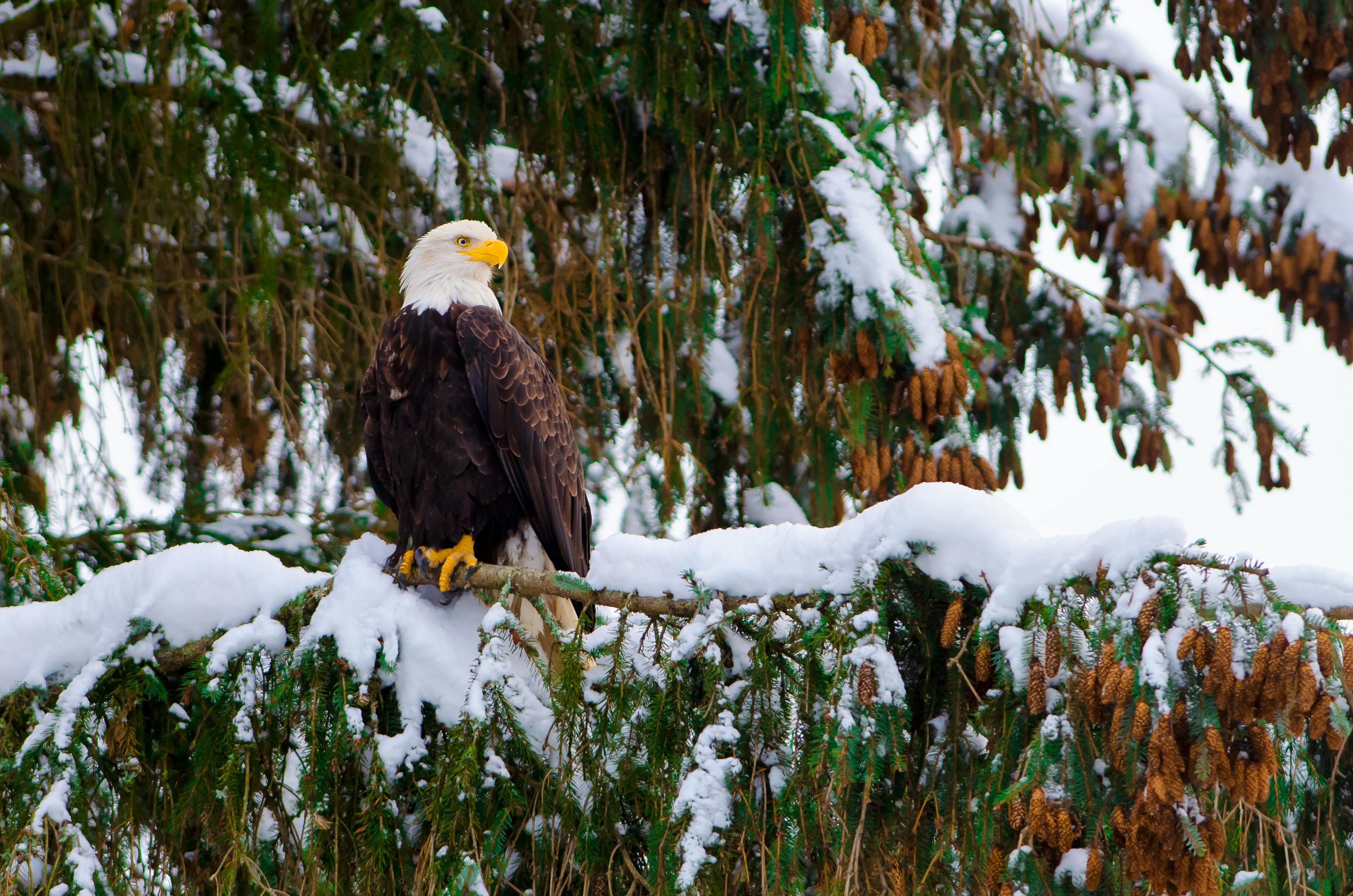 Bald Eagle in a Snowy Tree - Ottawa - Canada