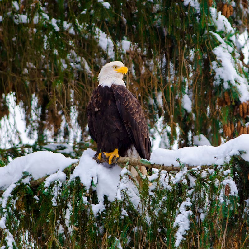 Bald Eagle in a Snowy Tree - Ottawa - Canada