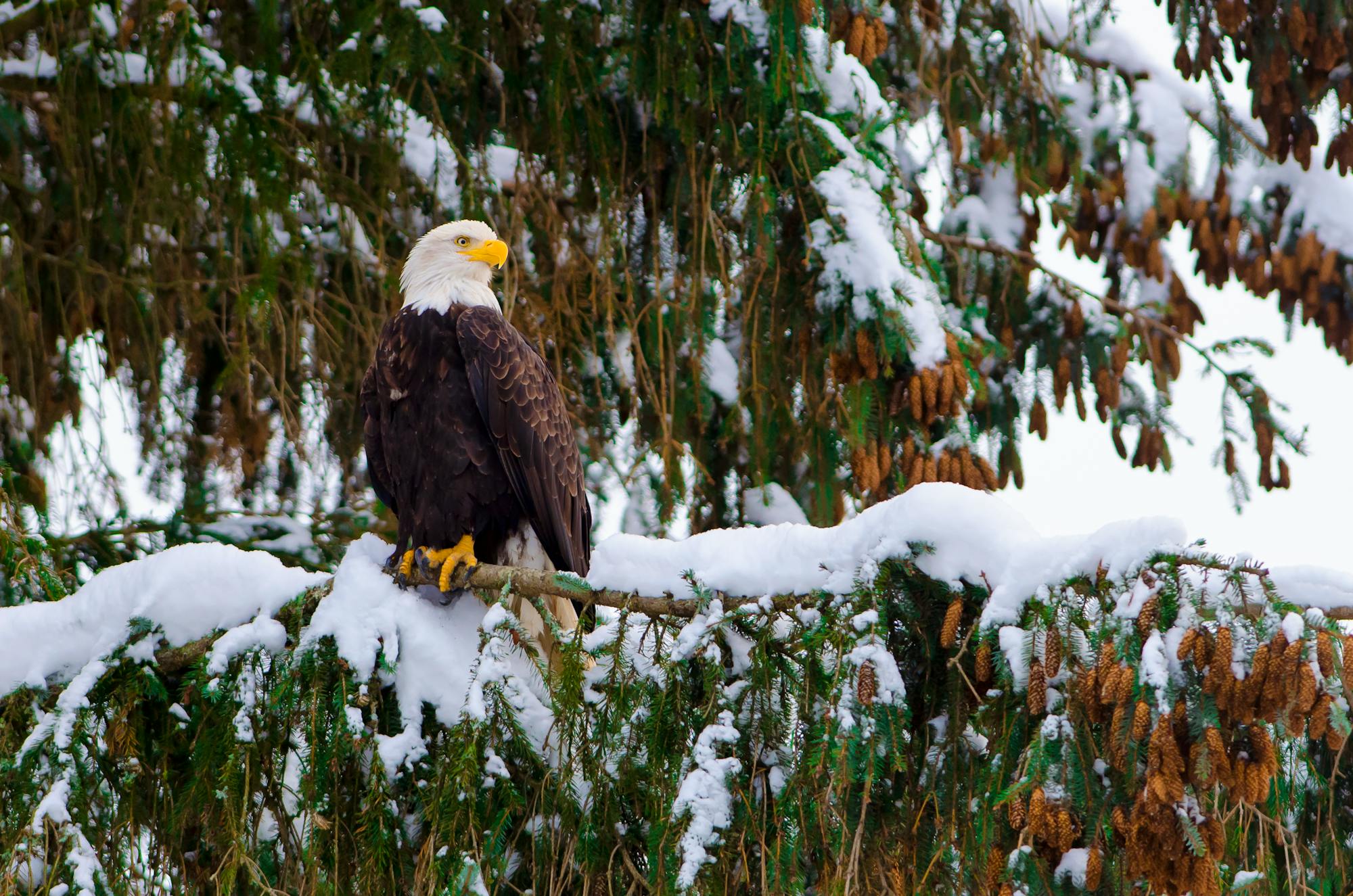 Bald Eagle in a Snowy Tree - Ottawa - Canada