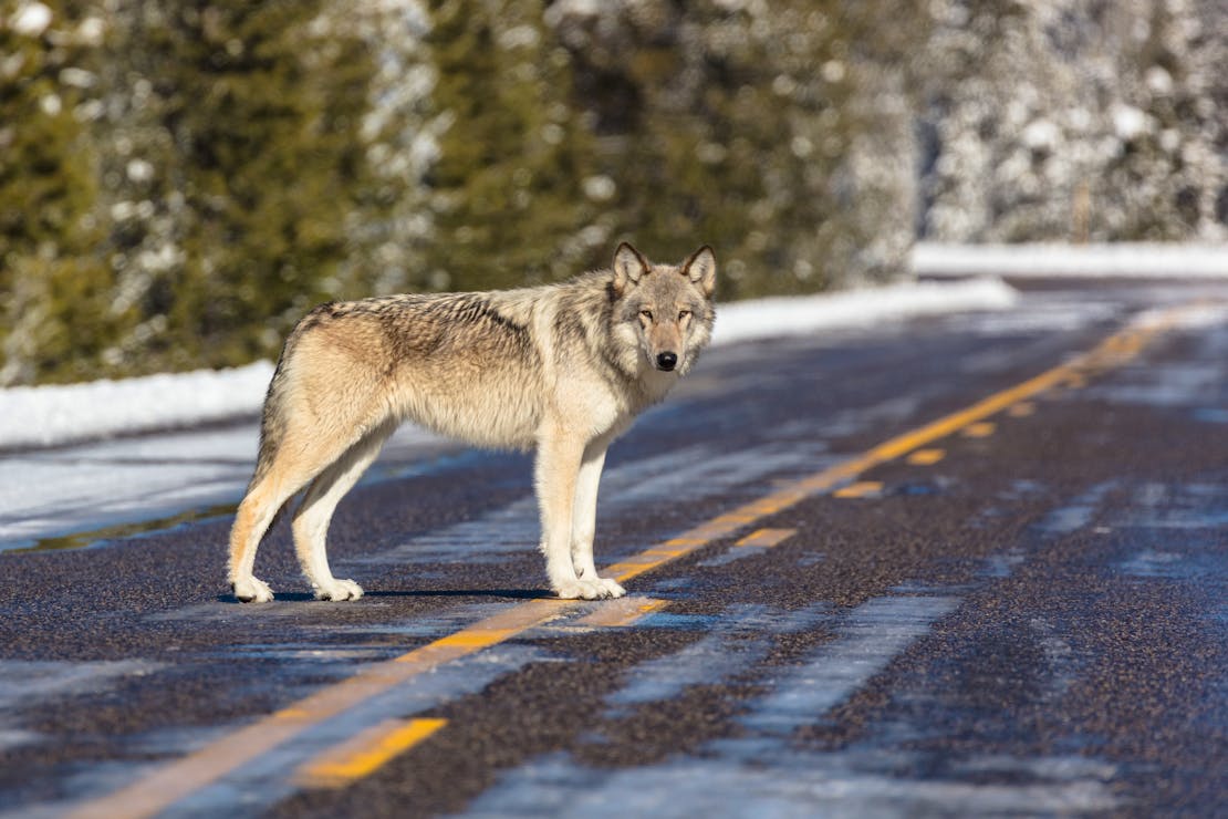Wolf Standing in the Road Near Artist Paint Pots - Yellowstone National Park - Wyoming