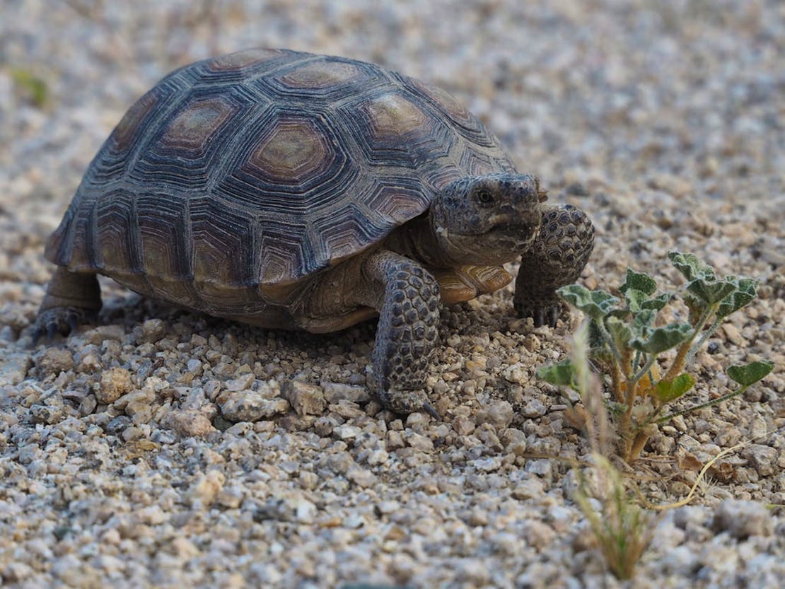 Desert tortoise