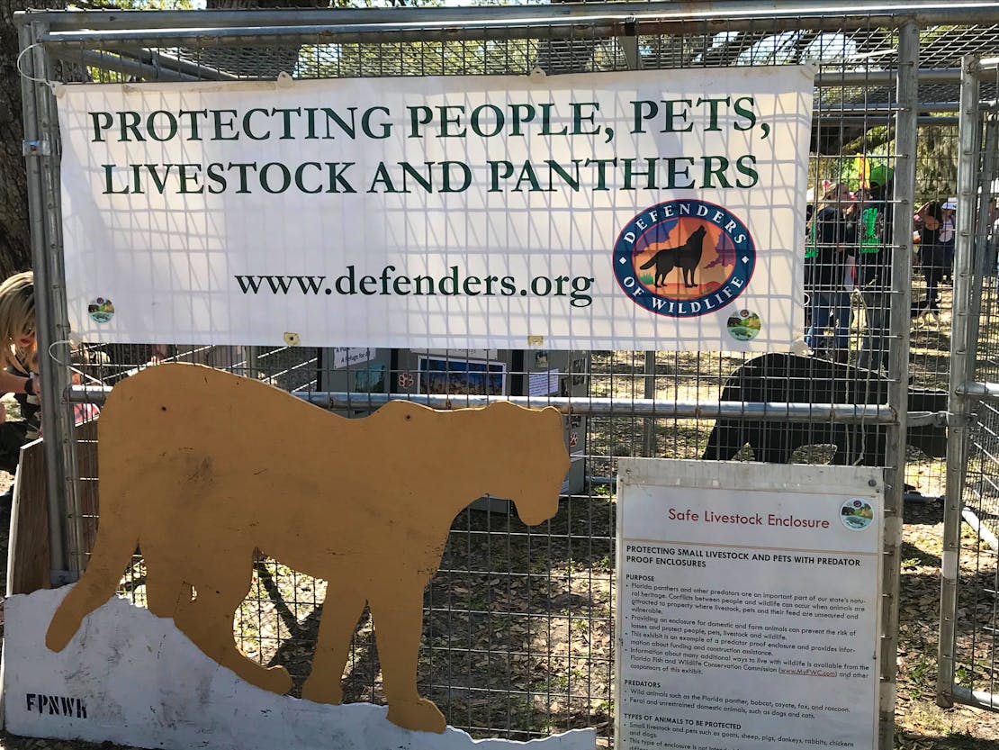 Panther Enclosure - Swamp Cabbage Festival - LaBelle - Florida