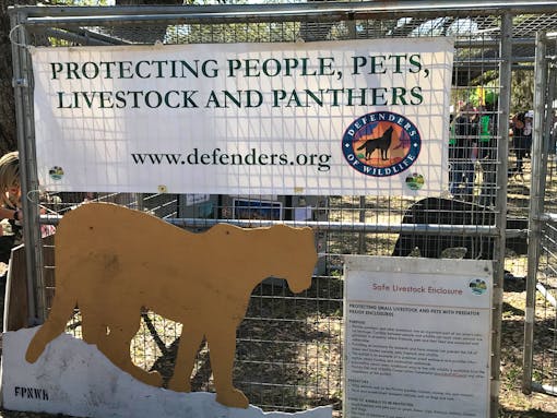 Panther Enclosure - Swamp Cabbage Festival - LaBelle - Florida