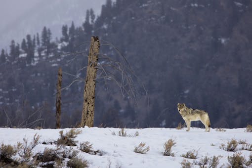 Gray Wolf in Snowy Landscape - Yellowstone National Park - Wyoming