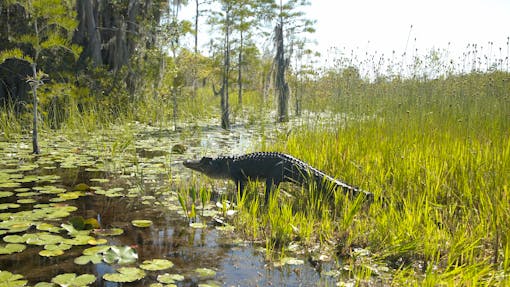 Alligator moving through the grass to water - Okefenokee National Wildlife Refuge - Georgia