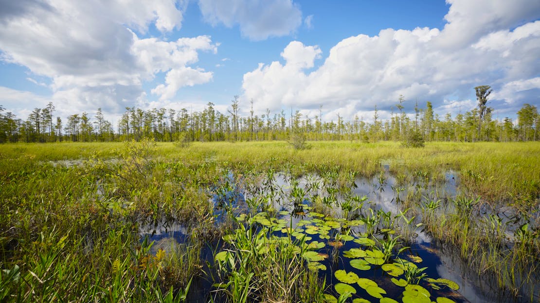 Landscape shot from swamp - Okefenokee National Wildlife Refuge - Georgia