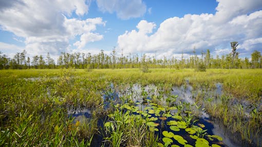 Landscape shot from swamp - Okefenokee National Wildlife Refuge - Georgia