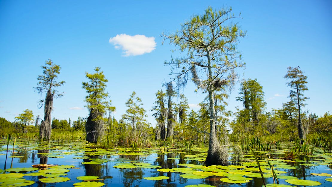 Swamp and a single cloud - Okefenokee National Wildlife Refuge - Georgia