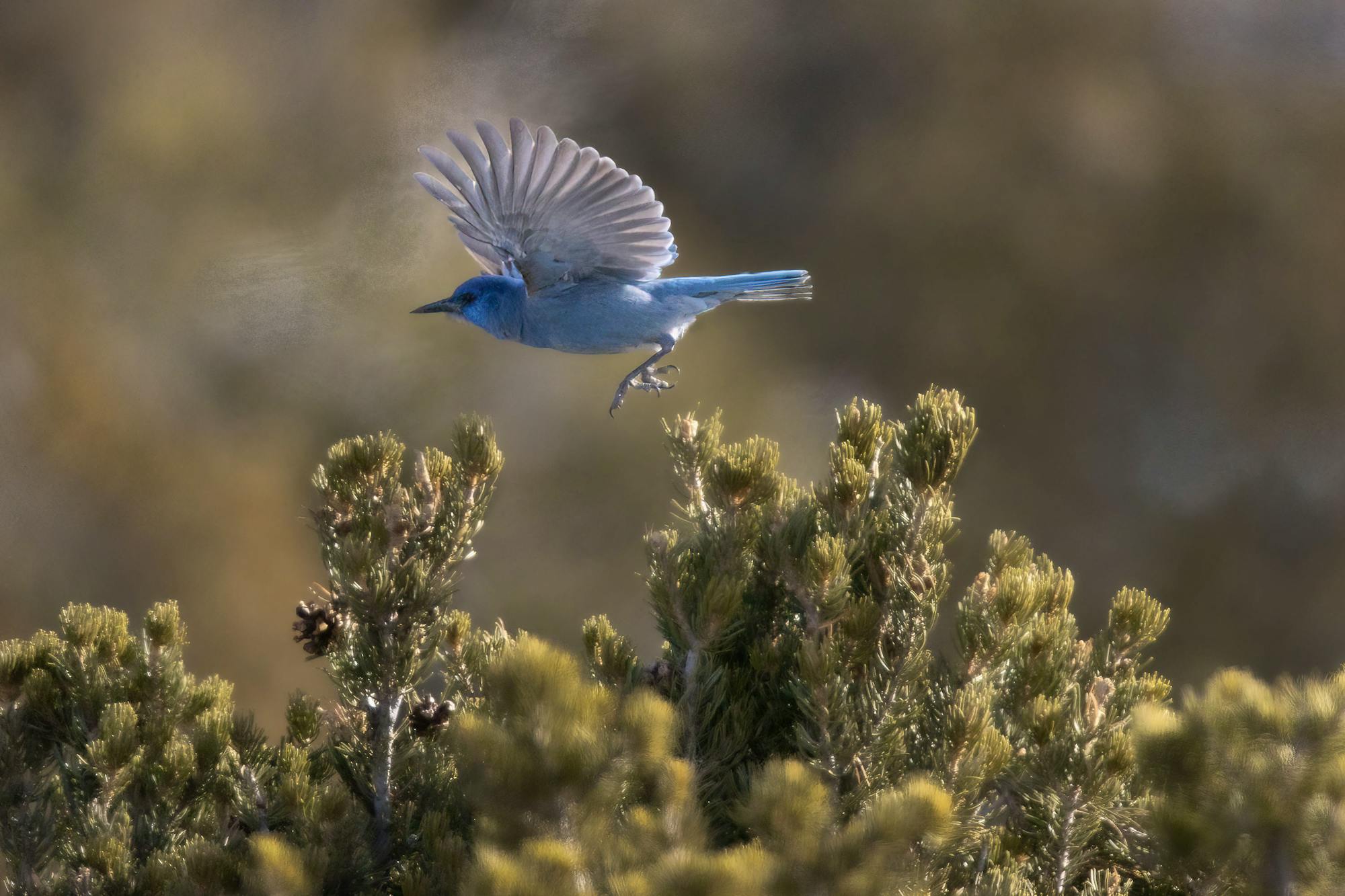 Pinyon Jay - Flying 