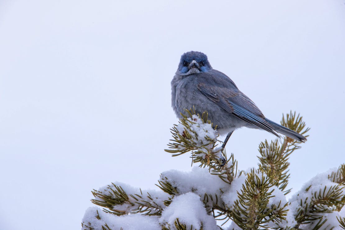 Pinyon Jay - Sitting In Tree - Taos - New Mexico