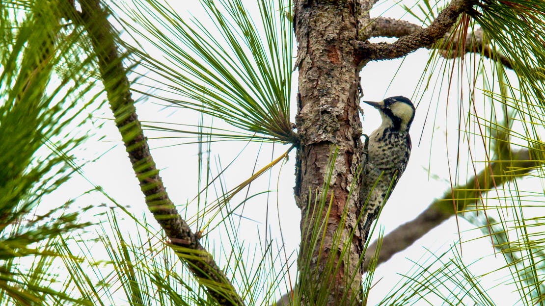 Red Cockaded Woodpecker