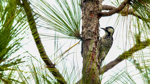 Red Cockaded Woodpecker