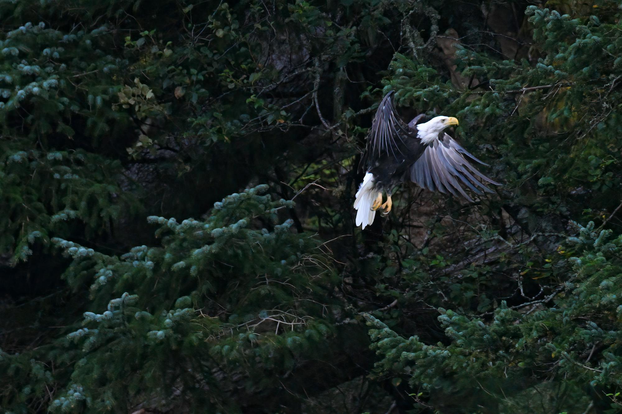 Eagle Flying - Alaska