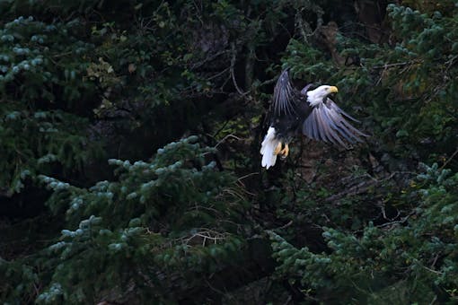 Eagle Flying - Alaska