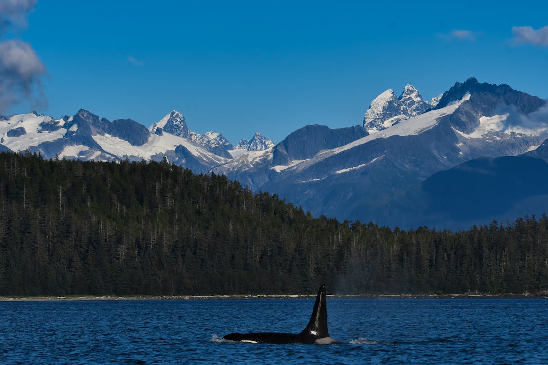 Orca - Tongass National Forest - Alaska