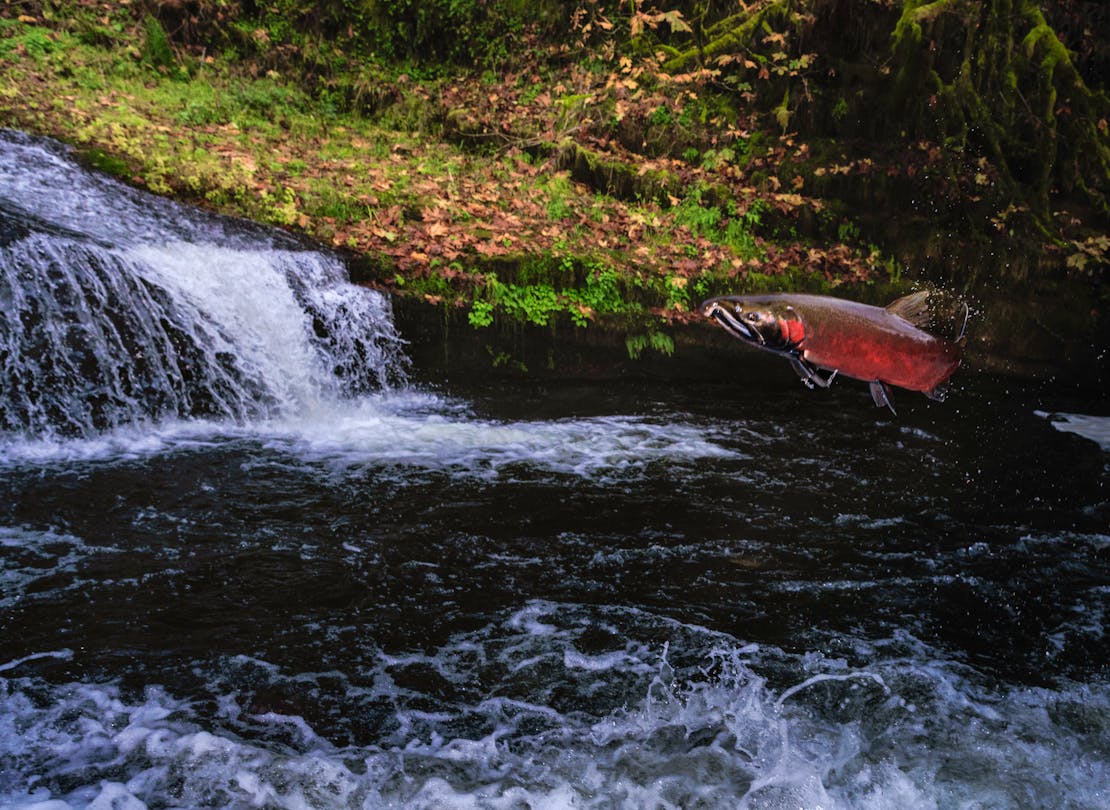 Coho Salmon Jumping - Oregon