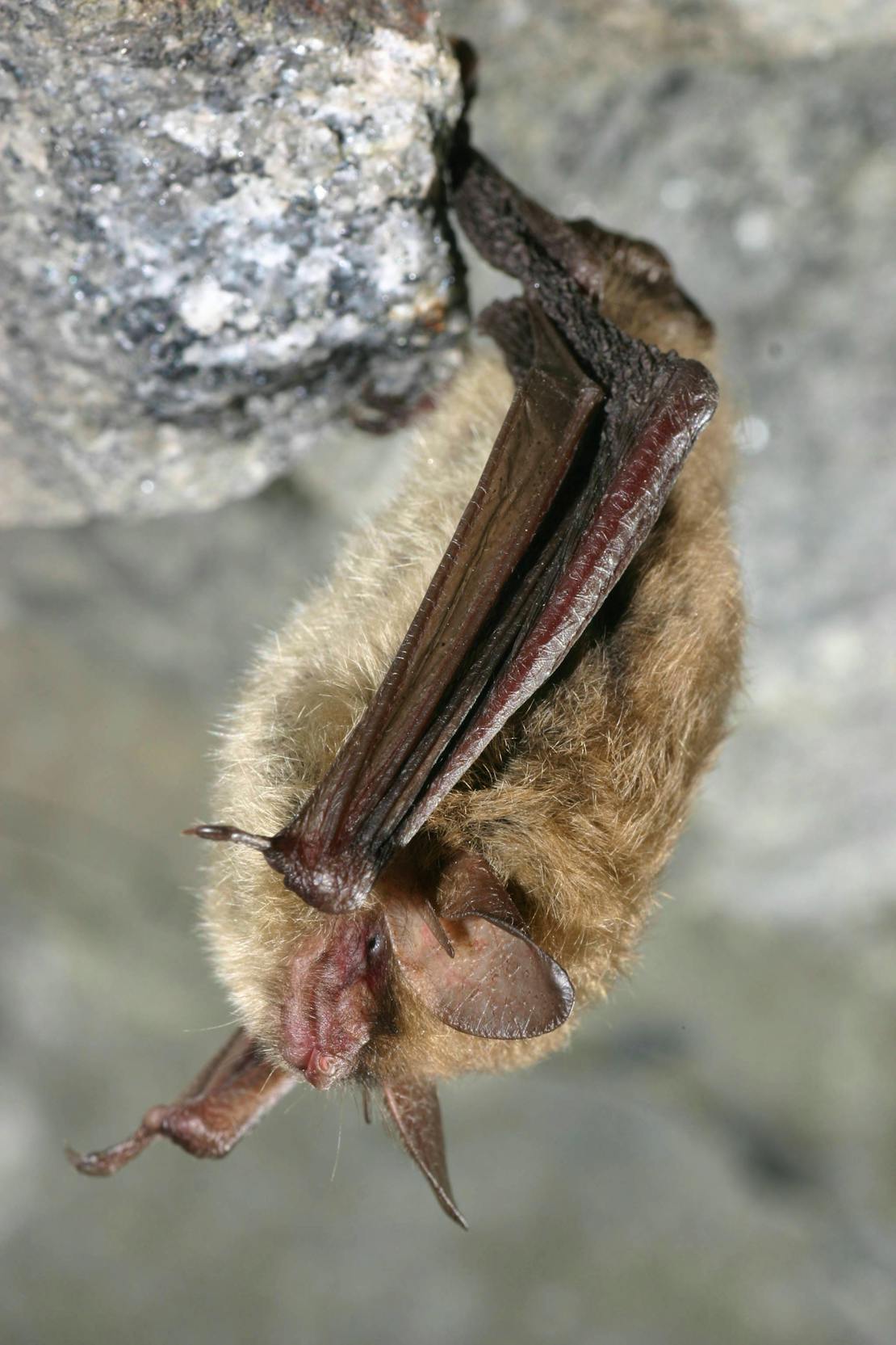 Long-eared bat