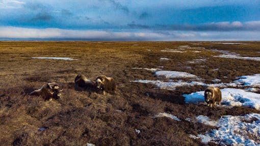 Musk ox, Arctic NWR