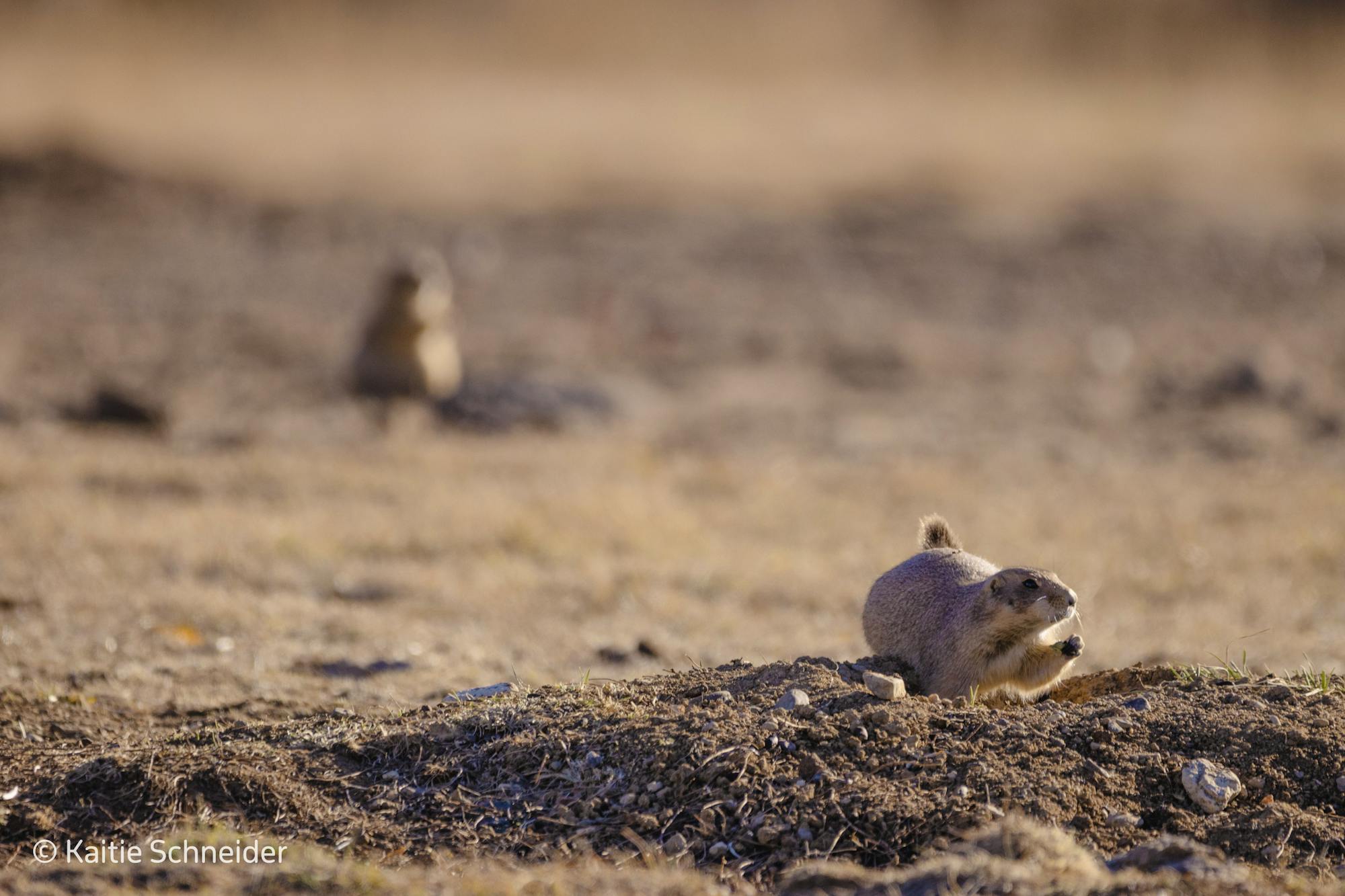 Prairie dogs