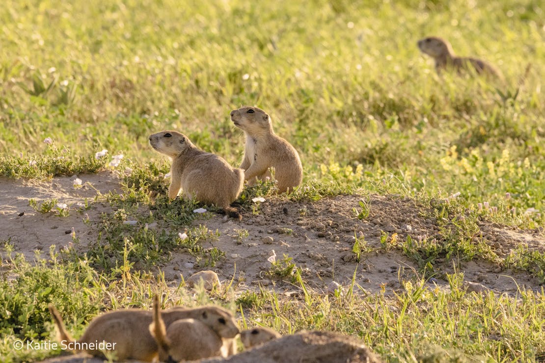 Prairie dogs