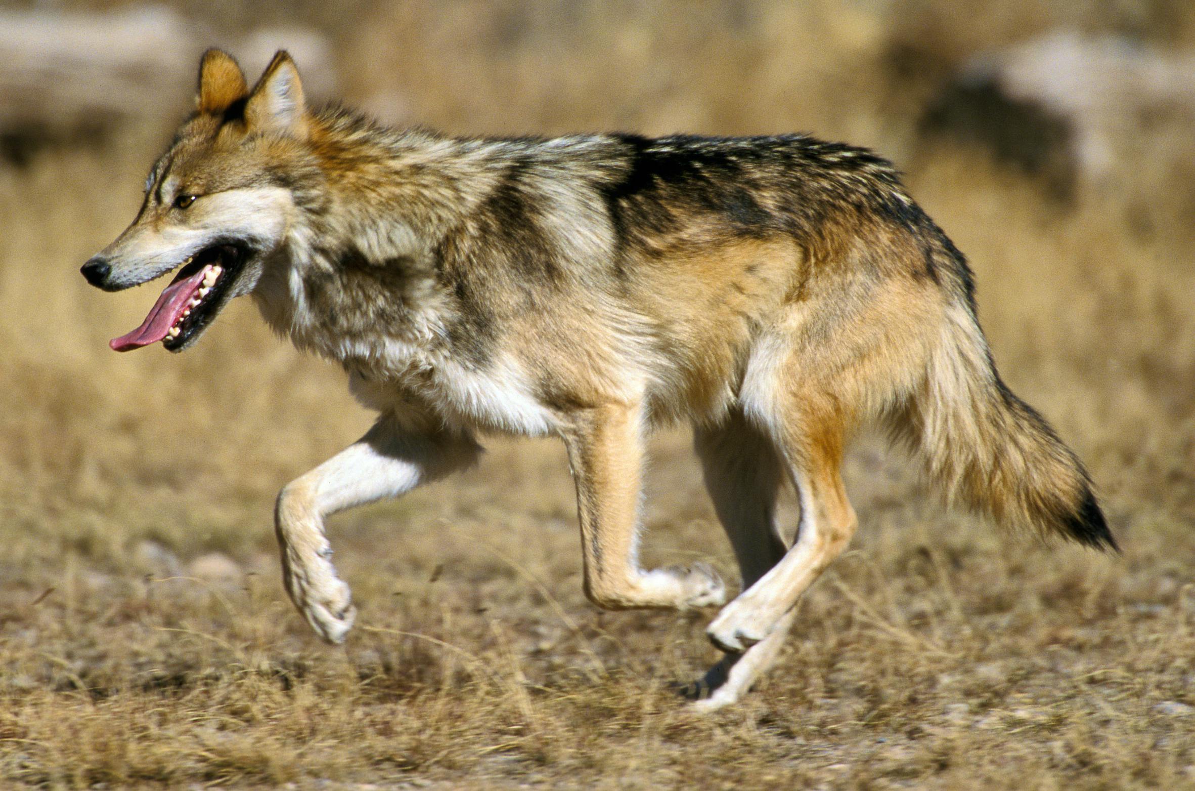 Mexican gray wolf 