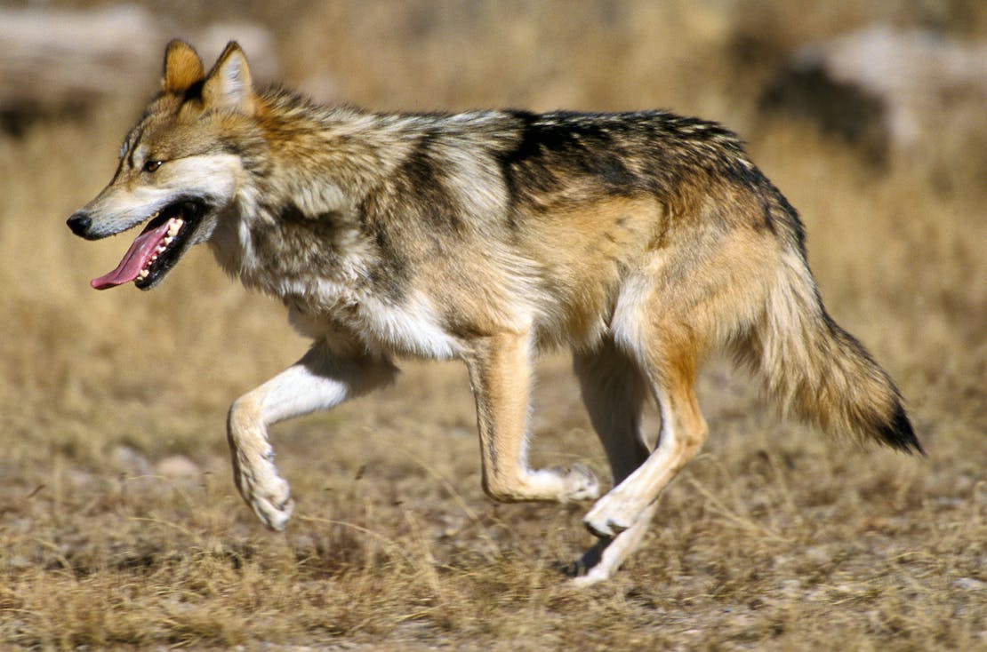 Mexican gray wolf 