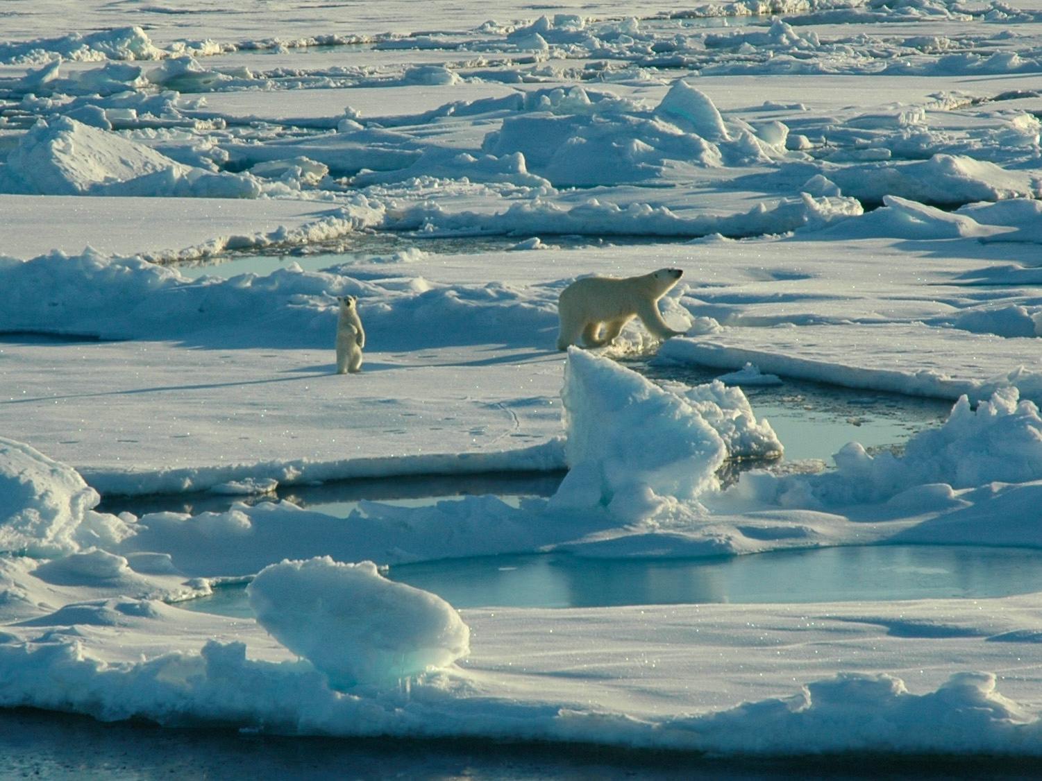 Polar Bear and Cub on Ice - Alaska