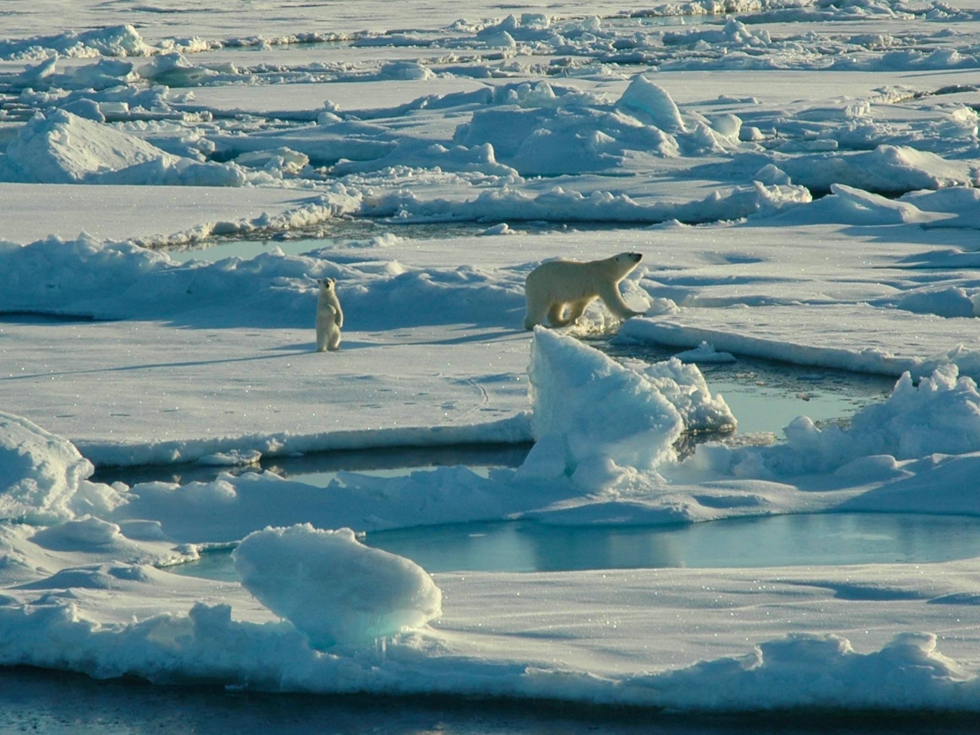 Polar Bear and Cub on Ice - Alaska