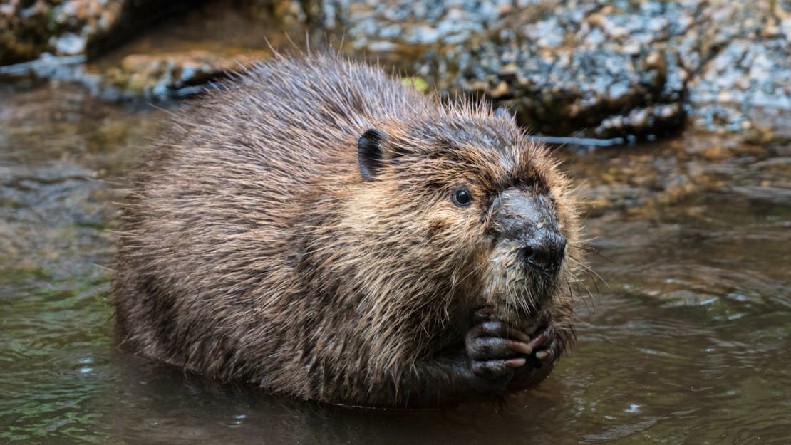 Beaver holding something in their paws 