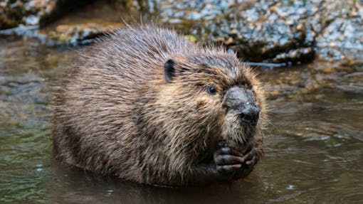 Beaver holding something in their paws 