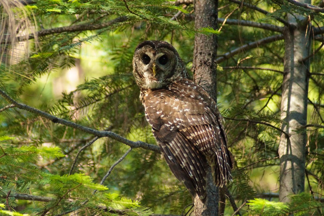 CA Spotted Owl