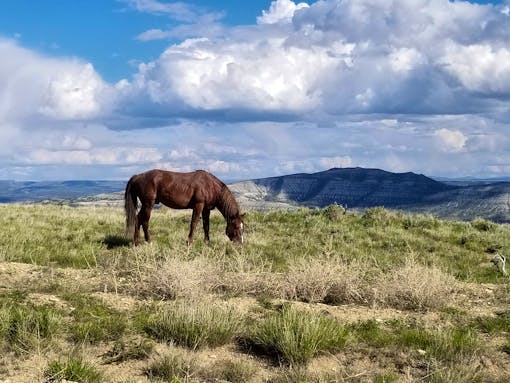 Wild horse grazing in Wyoming